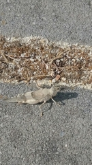 Sphingonotus azurescens