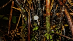 Tympanella galanthina