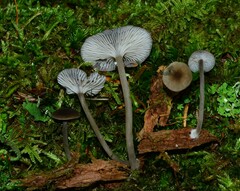 Hydropus rugosodiscus