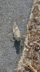 Sphingonotus azurescens