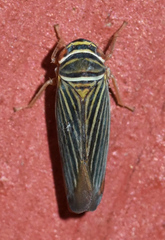 Tylozygus bifidus
