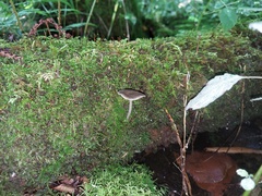 Hydropus rugosodiscus