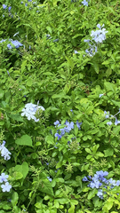 Plumbago auriculata