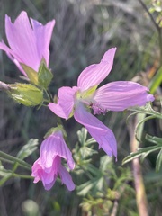Malva moschata