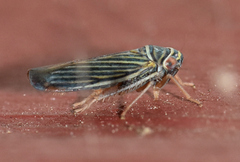 Tylozygus bifidus