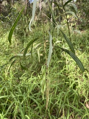 Acacia falcata