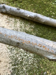 Xanthocarpia feracissima