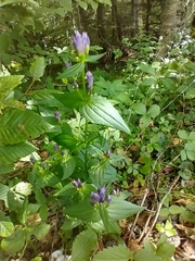 Gentianella quinquefolia