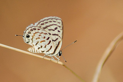 Striped Pierrot