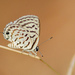Striped Pierrot - Photo (c) D momaya, some rights reserved (CC BY-SA)