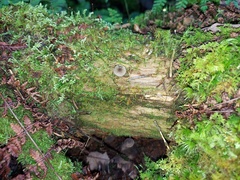 Hydropus rugosodiscus