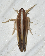 Stenocranus