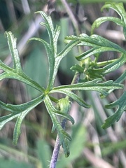Malva moschata