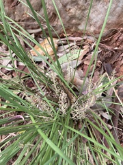 Lomandra multiflora