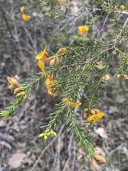 Dillwynia phylicoides