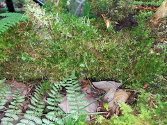 Hydropus rugosodiscus