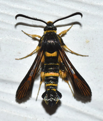 Synanthedon decipiens