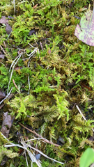 Thuidium delicatulum