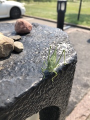 Microcentrum rhombifolium