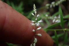 Polygala paniculata