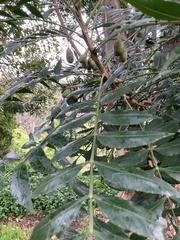 Harpephyllum caffrum