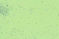 Hydropus rugosodiscus