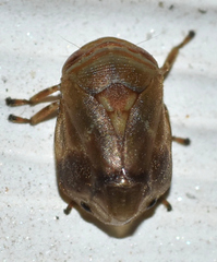 Clastoptera