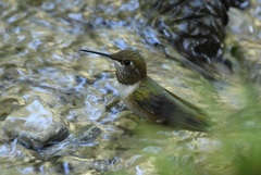 Selasphorus platycercus