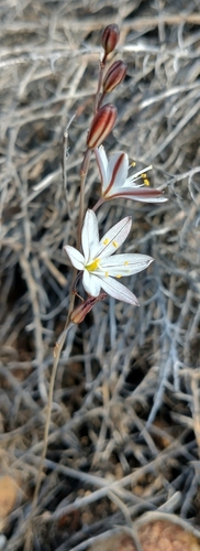 Drimia fugax