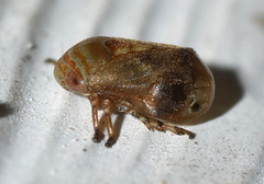 Clastoptera