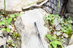 Argia funebris