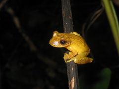 Scinax