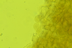 Hydropus rugosodiscus
