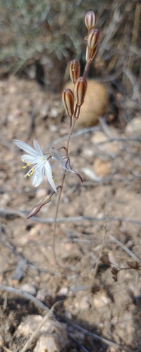 Drimia fugax