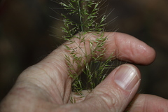 Dichelachne micrantha