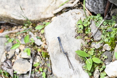 Argia funebris
