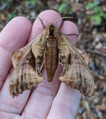 Paonias excaecata
