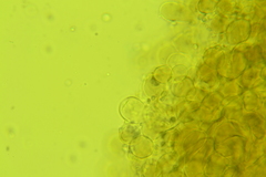 Hydropus rugosodiscus