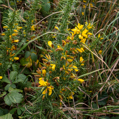 Ulex