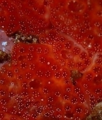 Polysyncraton lacazei