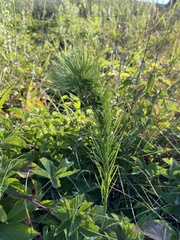 Asclepias verticillata
