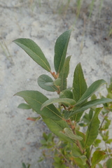 Salix triandra