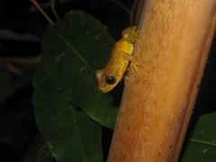 Scinax