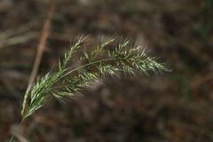 Dichelachne micrantha