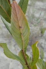 Salix triandra