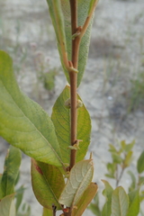 Salix triandra