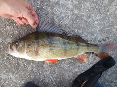 Perca fluviatilis