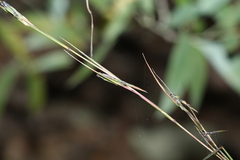 Cymbopogon refractus