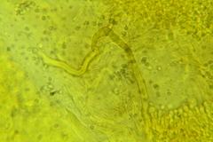 Hydropus rugosodiscus