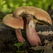 Lanmaoa pseudosensibilis - Photo (c) aarongunnar, some rights reserved (CC BY), uploaded by aarongunnar
